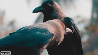 Nikon Coolpix B500 VIDEO TEST  Bird Videography  Super ZOOM FULL HD [upl. by Det]