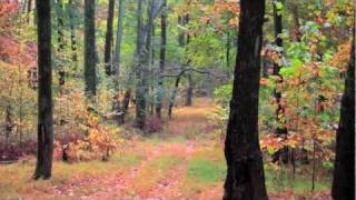 Mt Pleasant Tennessee 200 acre farm for sale Tennessee scenery [upl. by Deibel155]