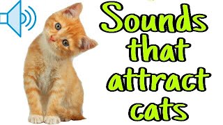 Sounds that attract cats  Meow to make cats come to you [upl. by Ycnan]