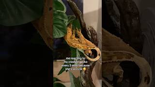 Reacting to my crested gecko every 5 mins because crestedgecko reptiles [upl. by Ynohtnaeoj143]