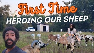 Building a Pallet Porch on Our OffGrid Tiny House amp Herding Sheep on 30 Acres [upl. by Prochora]