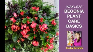 BEGONIA PLANT CARE BASICS WAX LEAF BEGONIAS  EdenMakers [upl. by Aeduj]