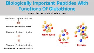 Biologically Important Peptides With Functions of Glutathione  Glutathione Biochemistry [upl. by Rayham]