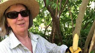 Bellingen Community Gardens Chinese Elm Eradication by Fungi [upl. by Olympia818]