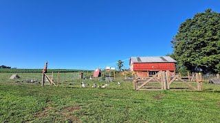 Homestead Barn Openings  Whitt Acres [upl. by Akoyin545]