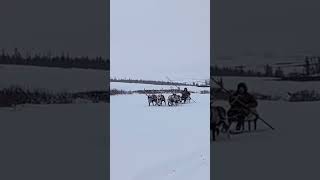 Reindeer herders arctic  Nomads Siberia nomadsofthefarnorthofyamal [upl. by Yerg]