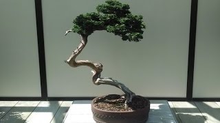 Chamaecyparis obtusa Bonsai Tree Type [upl. by Yarazed209]