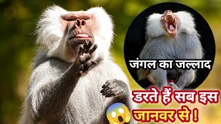 baboon monkey attack  baboon monkey video  baboon monkey ka video  fact about baboon monkey [upl. by Namlak24]