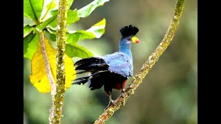 Turacos Birds The Attractive and Colorful Turacos of Africa [upl. by Nirehtac]