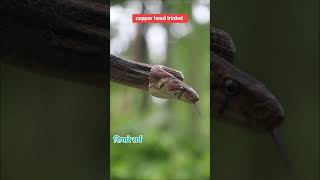 copper headdad trinket  non venomous snake  rescue Sunsari view point [upl. by Enneiluj]