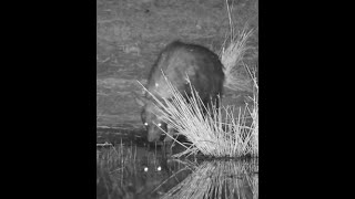 Brown Hyena scent marking at Mabula [upl. by Neltiac]