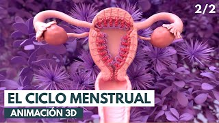 El ciclo menstrual  Animación 3D [upl. by Ariaj]