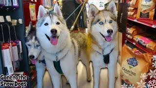 DOGS GO SHOPPING at PETCO [upl. by Ehav169]