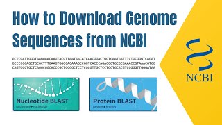 how to download genome sequences from NCBI [upl. by Seligmann]