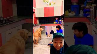 Ammi pure bacha lo comedy amanrastogi funny dog bhoot doglover ajjubhaiandamitbhailive [upl. by Lienahs]