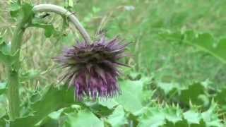 ポール・スミザー Cirsium purpuratum フジアザミ [upl. by Kipper]