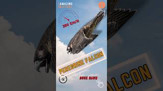 Peregrine Falcon 🦅 The Fastest Animal In The World [upl. by Faro]