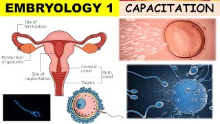 Embryology 1  Capacitation of Sperms  Risk period  Prostaglandins  Reverse peristalsis [upl. by Neuburger]