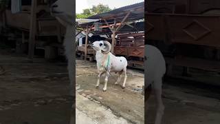 sheepgoatfarmingsheepfarmingsheeploversheeplifetrendingshortsshortsviral shorts [upl. by Melicent464]