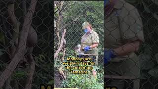 Weighing the Cotton Top Tamarins [upl. by Mallina773]