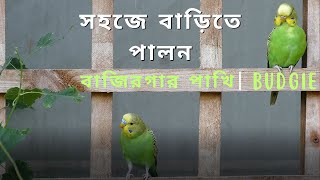 সহজে বাড়িতে পালন  বাজিরগার পাখি  budgie [upl. by Ahsela433]