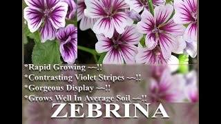 ZEBRINA HOLLYHOCK Seed  STUNNING FRENCH HOLLYHOCK MALVA ZEBRINA FLOWER SEEDS on wwwMySeedsCo [upl. by Eudoxia550]