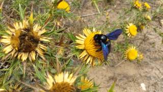 La Montagna Ganzaria Lape legnaiola Xylocopa violacea Linnaeus 1758 [upl. by Ainedrag]