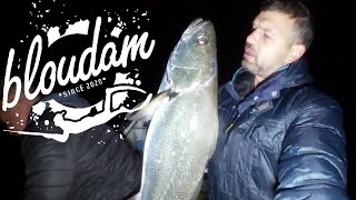 HOW TO KOB FISHING WITH LIVE BAIT [upl. by Leunam]