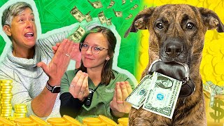 How Much Money Does A Veterinarian Make [upl. by Nauqas]