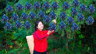 Single Girl Harvest gleditsia amp Goes To Market Sell  Harvesting And Cooking  Lý Song Ca [upl. by Vevay]