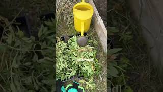 Garden Vlog 🌱🐛 gardening gardenvlog herbalist herbalism [upl. by Marinelli21]