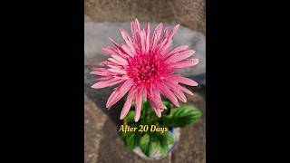 Growing Gerbera Flower very easy short Gerbera flower [upl. by Eiramenna]