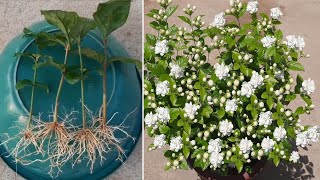 Easy Way To Grow Mogra Jasmine From Cuttings 100  Rooting Result  Mogra Jasmine [upl. by Opaline]