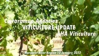 Whats happening in Margaret Rivers vineyards right now An update with AHA Viticulture [upl. by Enyale559]