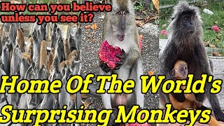 In Such A Place Of Malaysia The Worlds Strange And Famous Monkeys Are Found😳😳🤣 [upl. by Eliza49]