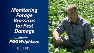 Monitoring Forage Brassica for Pest Damage  PGG Wrightson Tech Tips [upl. by Nnayllas]