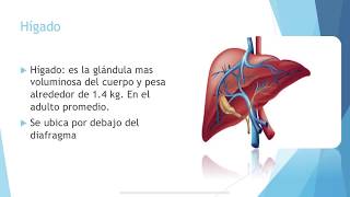 Sistema Digestivo 2  Tortora Anatomía y fisiología [upl. by Kurtz]