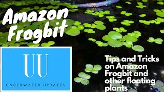 Amazon Frogbit TIPS and TRICKS [upl. by Ailesor]