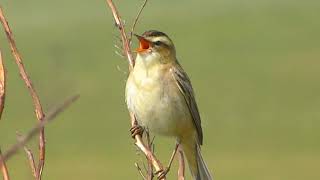 Sedge Warbler Acrocephalus schoenobaenus [upl. by Navannod539]