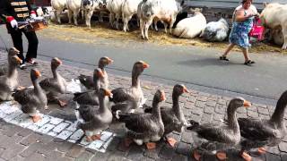 Funny gans video Goose walk [upl. by Kolk]