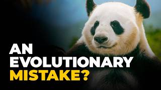 Why Pandas Are Impressively Bad at Existing [upl. by Poulter]