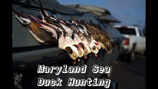 Maryland Sea Duck Hunting 3 days 3 limits [upl. by Ellynad]