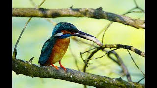 Eisvogel im Frühjahr 2019 Eisvogel kämpft um sein Leben Tierfilm Naturfilm Tierdoku Naturdoku [upl. by Lovash]