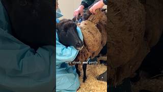 Sheep with overgrown wool gets a haircut [upl. by Dnob]