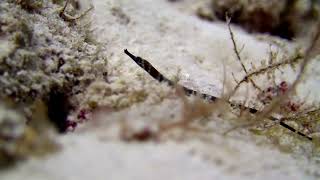 Macro of pipefish [upl. by Idleman]