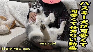 ハスキー犬が可愛くてかわいくて仕方ない動画 Husky puppy [upl. by Schonfeld]