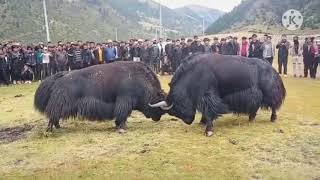 A big black Tibetan yak fight with a white one 😱😱 [upl. by Alethea]