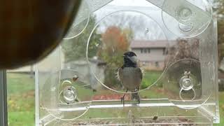 More Slow Motion Chickadee Antics at the Feeder [upl. by Maynord524]