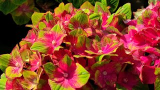 Hydrangea Forever amp Ever® Pistachio  Amazing🧡💚PINK amp PISTACHIO Mophead flowers on compact plants [upl. by Deloria]