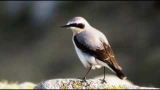 Wheatear Bird call Bird song [upl. by Anerhs]